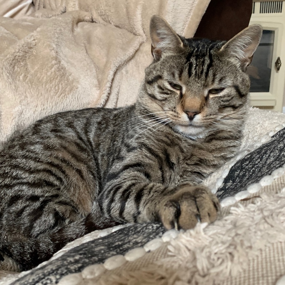 Meet your Posher, Bella